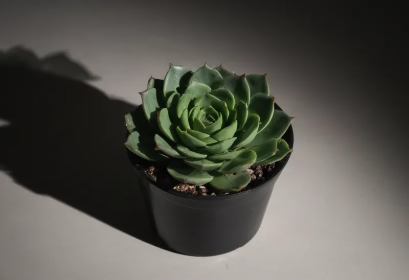 A small potted green succulent on a dark surface.